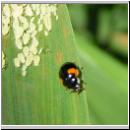 Adalia decempunctata - Zehnpunkt - 03.jpg